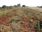 Campo di angurie... marce! Campo di angurie... marce!
