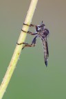 asilide asilide