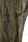 Rampichino, primo contatto Rampichino, primo contatto