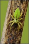 Ragno verde da identificare "il primo di quest'anno Ragno verde da identificare "il primo di quest'anno