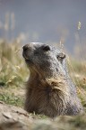 Marmotta PNGP 2010 Marmotta PNGP 2010