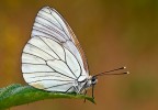 Aporia