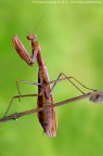 Mantide religiosa - la circense Mantide religiosa - la circense