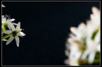 fiore d'inverno fiore d'inverno