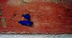 muro