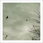 Forme di un silenzio