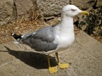 Gabbiano