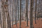 Tra gli alberi Tra gli alberi