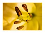 Dentro il fiore # 2