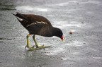 Gallinella #1: Che mi mangio? Gallinella #1: Che mi mangio?