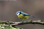 Cinciarella - Parus caeruleus - La PRIMA Cinciarella - Parus caeruleus - La PRIMA