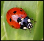 Coccinella Coccinella