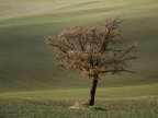 Quercia Quercia
