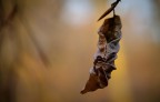 autunnale..