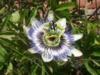 Fiore nostrano Fiore nostrano