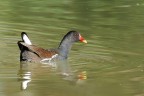 Gallinella d'acqua Gallinella d'acqua