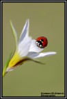 coccinella... coccinella...