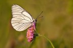 Pieride del biancospino Pieride del biancospino