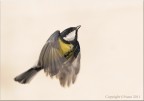 Cinciallegra dinamica Cinciallegra dinamica