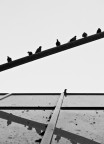 L'asociale L'asociale