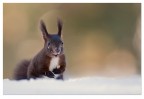 Squirrel Squirrel