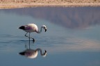 Flamingo Flamingo