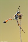 Ammophila procera Ammophila procera