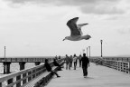 new york 02 - coney island 2009 new york 02 - coney island 2009
