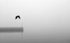 Il corvo nella nebbia Il corvo nella nebbia