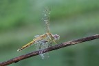 Sympetrum fonscolombii