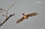 Gheppio(Falco tinnunculus) Il Balzo Gheppio(Falco tinnunculus) Il Balzo
