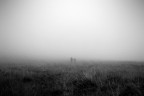 nella nebbia nella nebbia