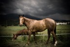 Horses Horses