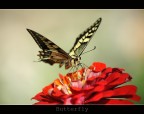 Farfallina Farfallina