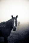 Horses Horses