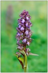 HR: http://img97.imageshack.us/img97/9273/82544785.jpg

Fotografata giorni fa nel Trapanese in una zona dove di queste orchidee c'� ne sono davvero parecchie.

Credo che l'ID sia corretto eventualmente correggetemi.

Ho da poco pubblicato sul mio sito http://www.istintifotografici.it un piccolo articolo sugli ambienti di transizione con particolare attenzione allo Stagnone di Marsala TP.

Se volete date una occhiatina e per qualsiasi dubbio e/o domanda chiedete pure.

Saluti
Francesco