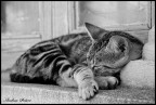 pace e sonno pace e sonno