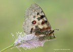 Farfalla apollo (Parnassius apollo)