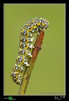 ...Cucullia tanaceti... ...Cucullia tanaceti...