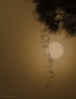 Controluce con nebbia