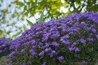 Aubrieta viola Aubrieta viola
