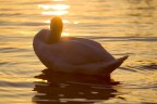 Cigno baciato dal Sole