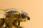 Scathophaga stercoraria Scathophaga stercoraria
