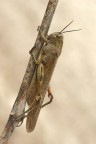 Cavalletta infreddolita Cavalletta infreddolita