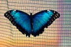 Schmetterling Schmetterling