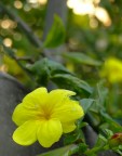 Yellow. Yellow.