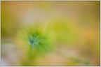 Perdendosi nel verde Perdendosi nel verde