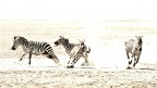 Zebras in HK Zebras in HK