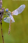 Libellula - Sympetrum fonscolombii Libellula - Sympetrum fonscolombii