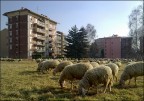 Pecore in città Pecore in città